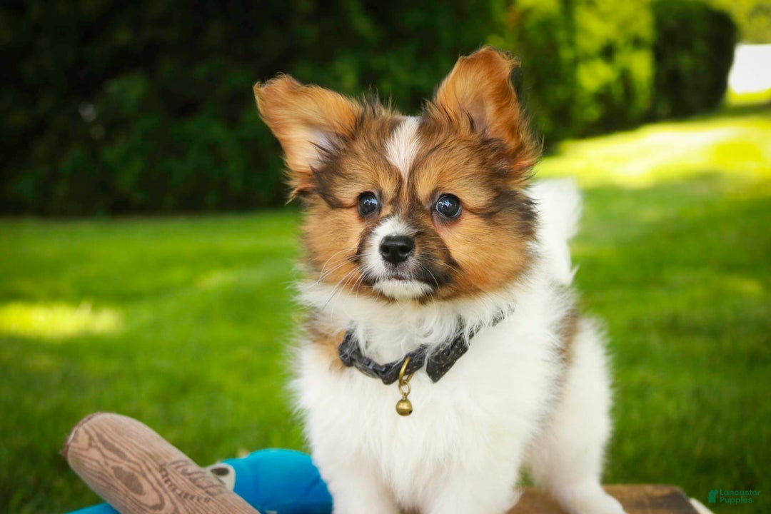 Papillon dogs for sale: Rome - Image 29