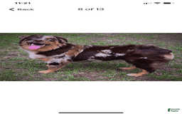 Australian Shepherd dogs for sale: Belle Starr - Image 8