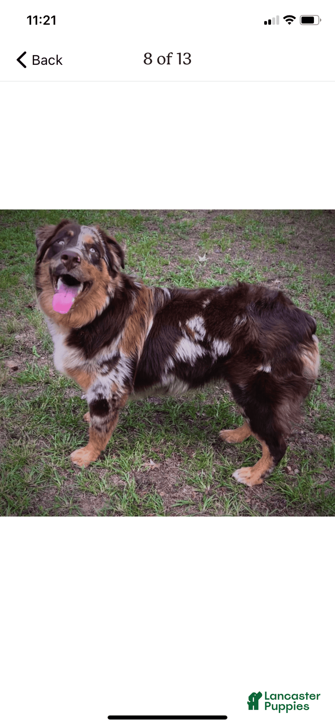 Australian Shepherd dogs for sale: Belle Starr - Image 8