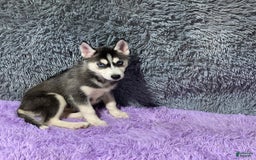 Siberian Husky dogs for sale: Lassie - Image 6