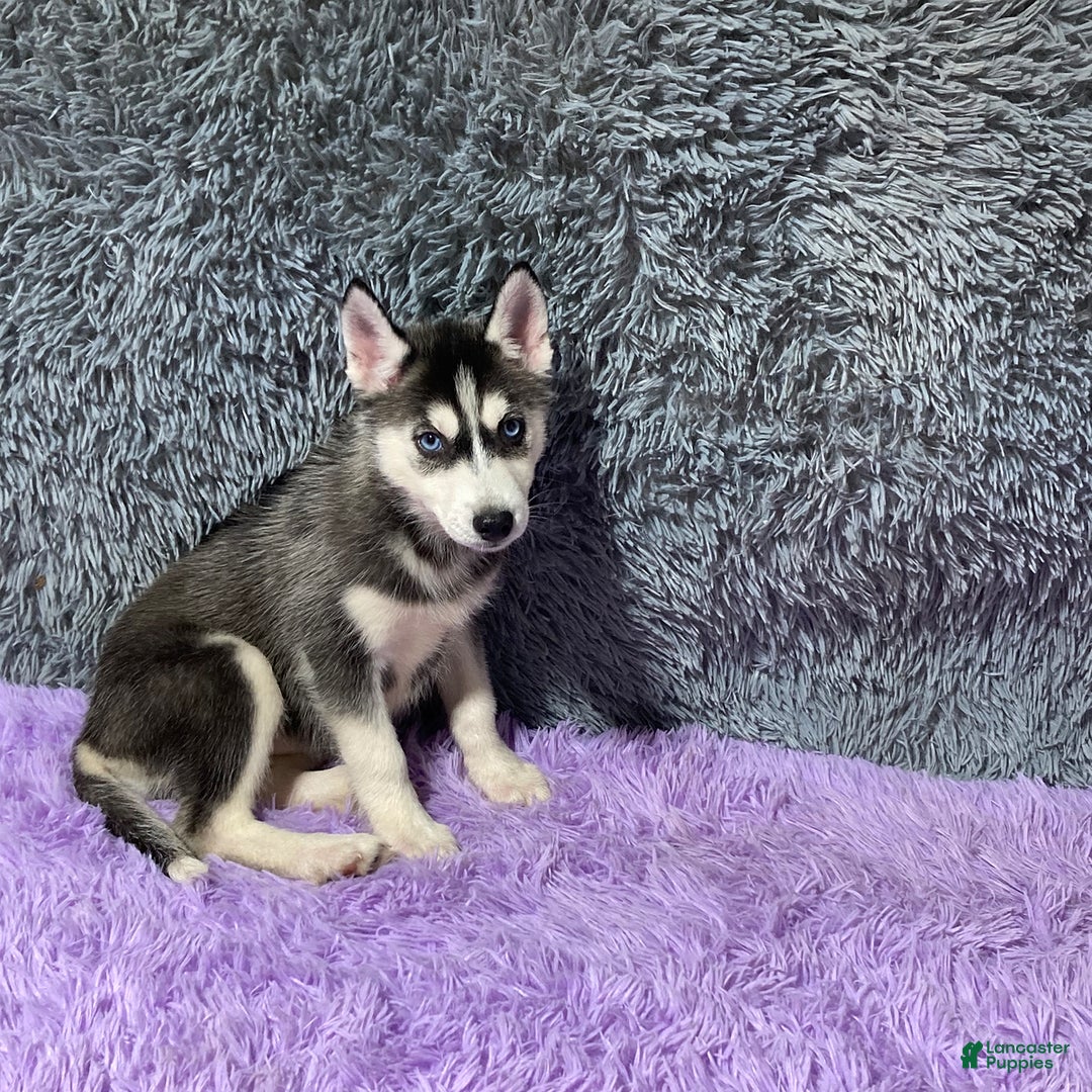 Siberian Husky dogs for sale: Lassie - Image 6