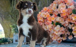 Miniature Australian Shepherd dogs for sale: Gracie - Image 2
