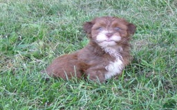 Havanese dogs for sale: Sundae - Image 2