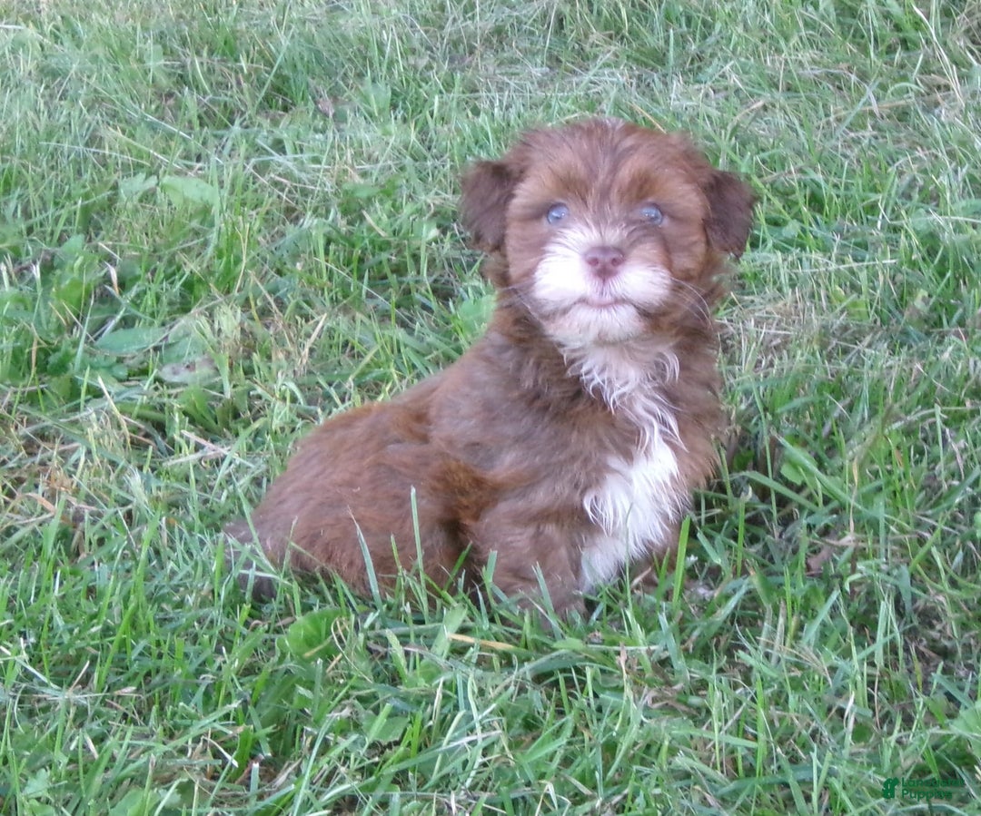 Havanese dogs for sale: Sundae - Image 2
