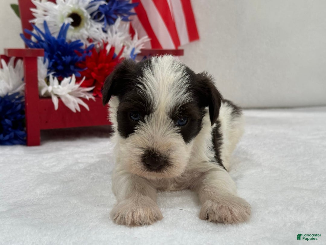 Miniature Schnauzer dogs for sale: Paisley Male 1 Liver Parti Blue Eyes - Image 4
