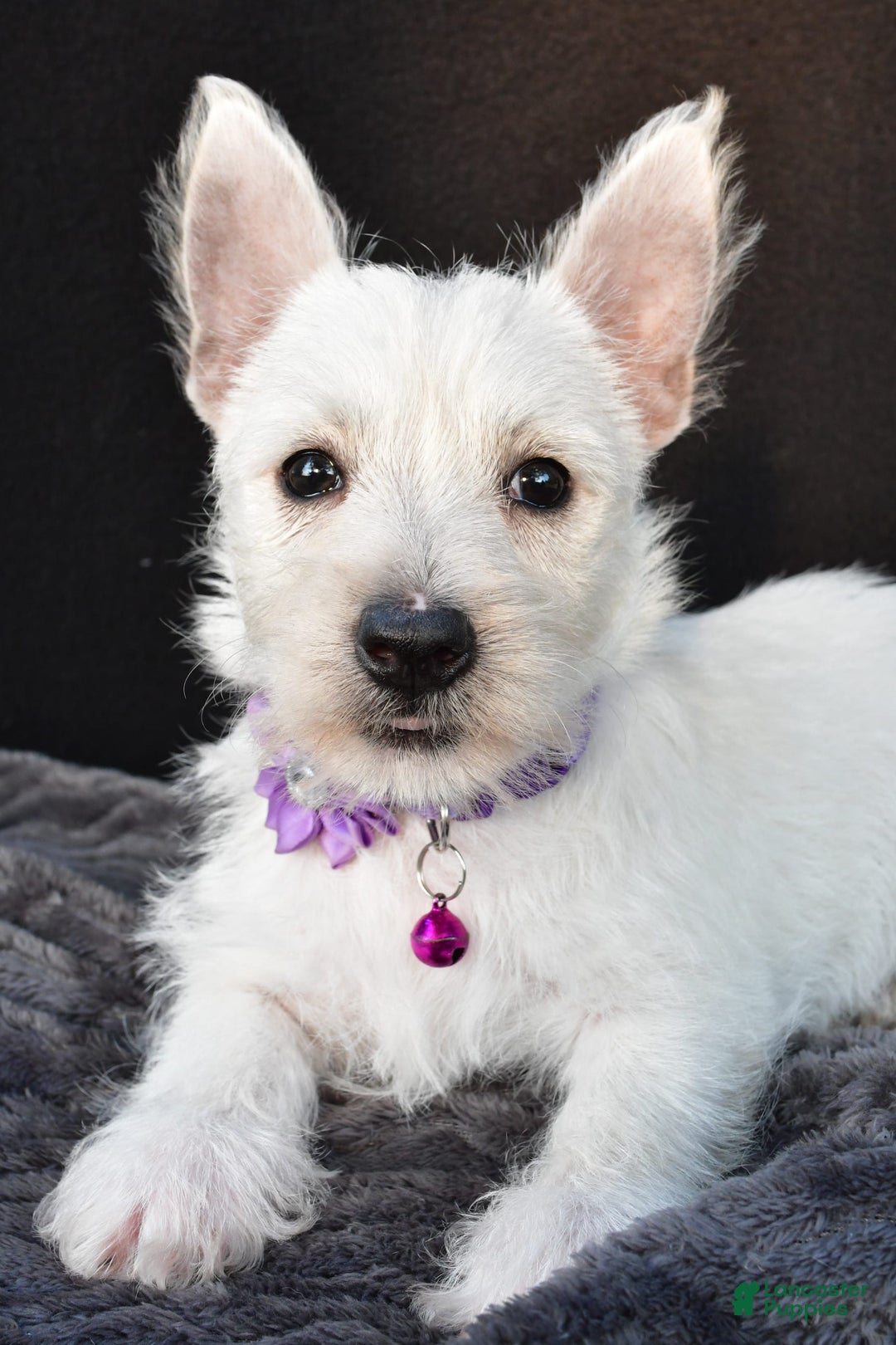 West Highland Terrier dogs for sale: Ollie - Image 4