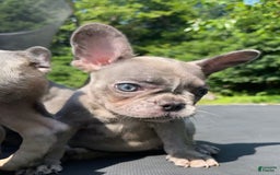 French Bulldog dogs for sale: Luna - Image 18