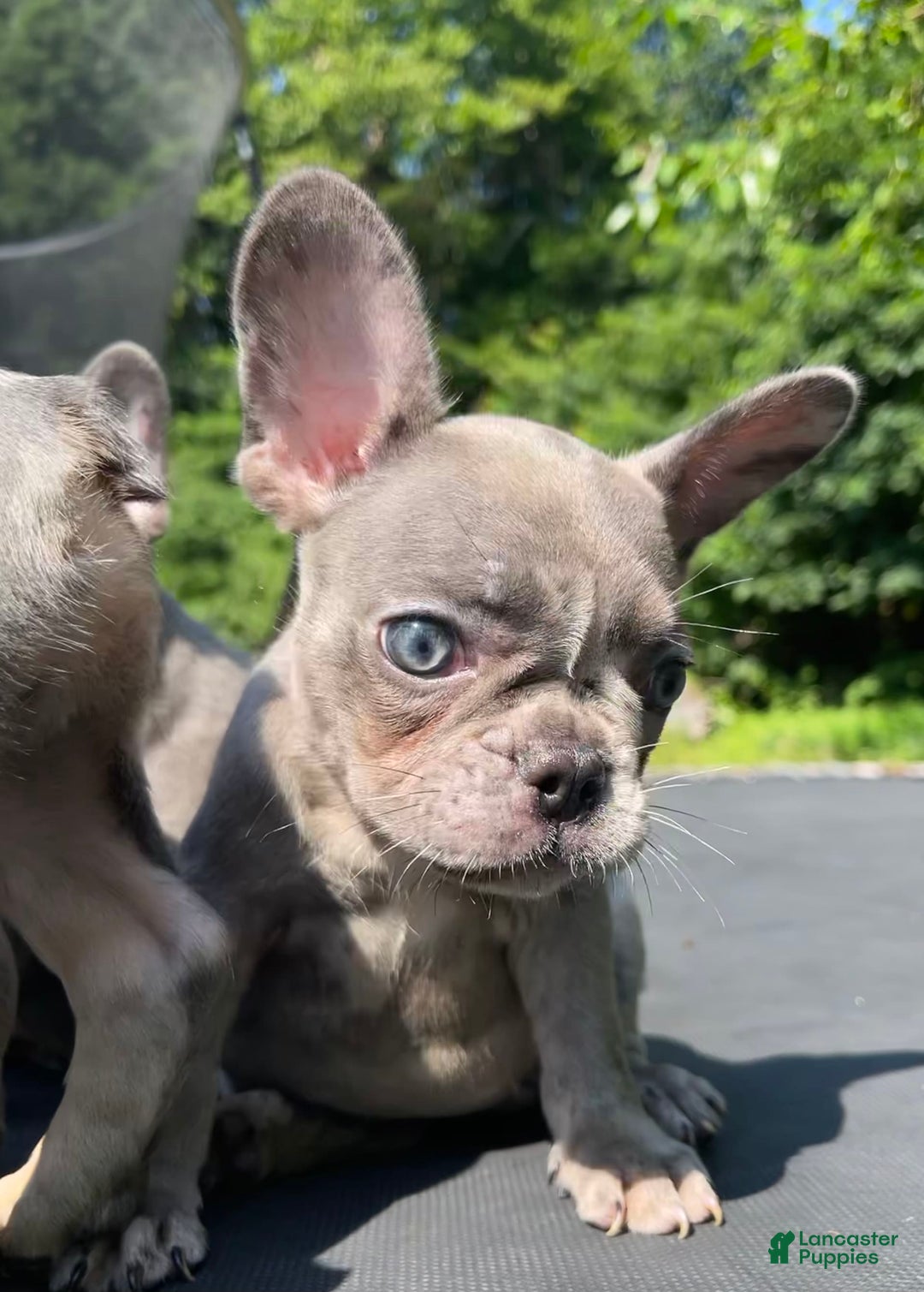 French Bulldog dogs for sale: Luna - Image 18
