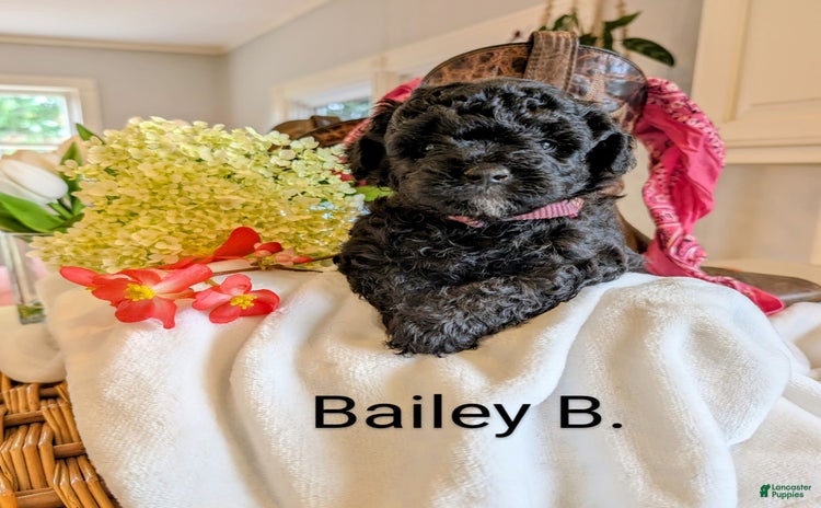 Mini Bernedoodle dogs for sale - Ad 2