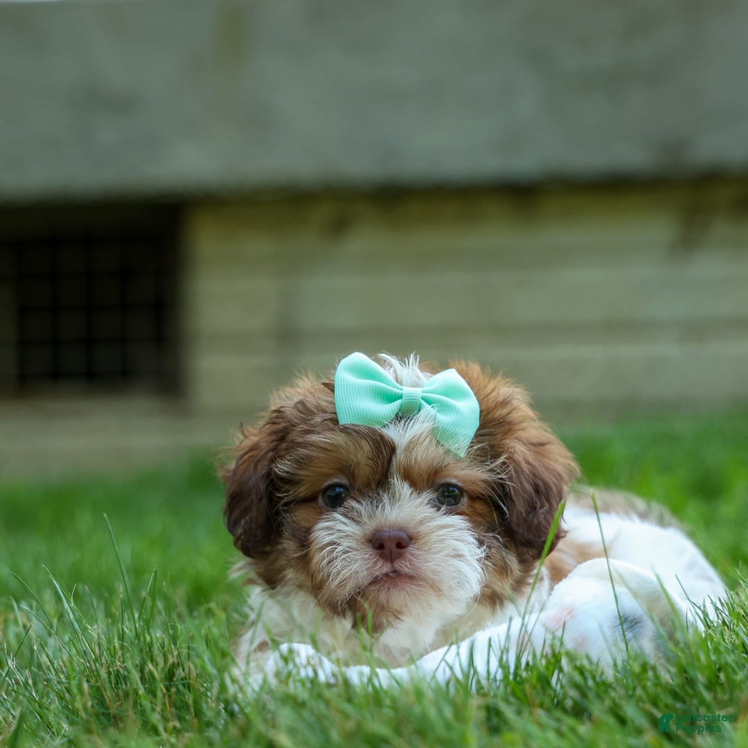 Shih Tzu dogs for sale: Rusty - Image 15
