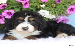 Mini Bernedoodle dogs for sale: Teddy - Image 1
