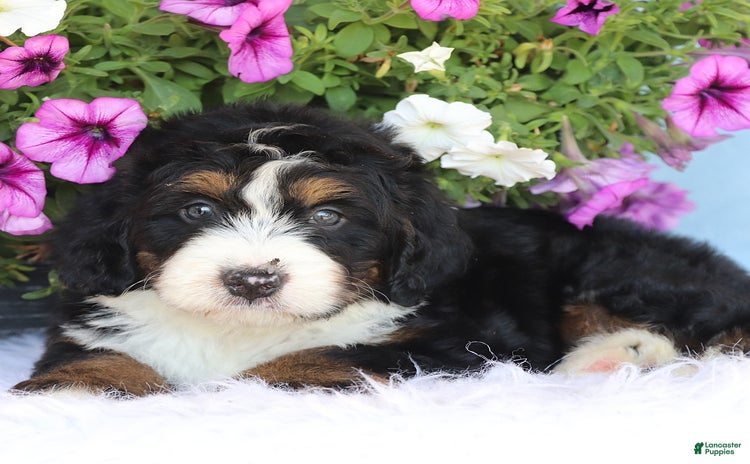 Mini Bernedoodle dogs for sale - Ad 4