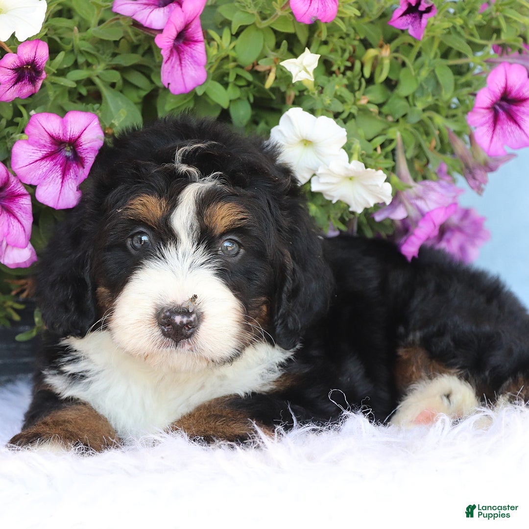 Mini Bernedoodle dogs for sale: Teddy - Image 1