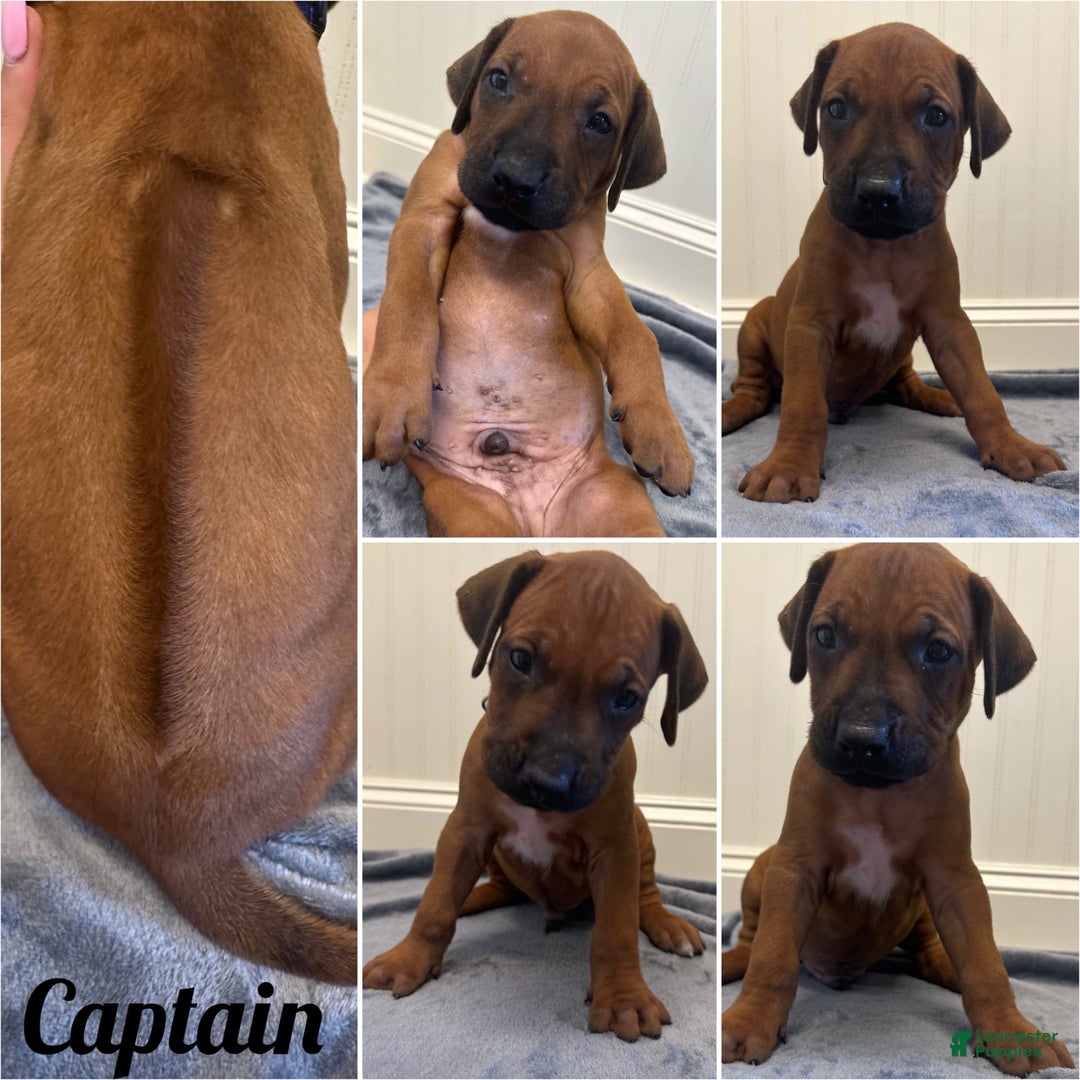 Rhodesian Ridgeback dogs for sale: Captain - Image 8