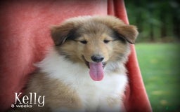 categoriesInfo:categoryAttributeOptions.pets.dogs.breed.roughCollie dogs for sale: Kelly - Image 7