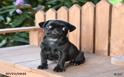 Pug dogs for sale: Pug 6 puppies - Image 9