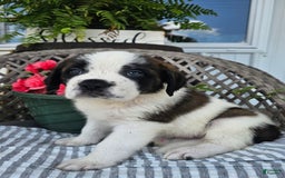 Saint Bernard dogs for sale: Tulip - Image 3