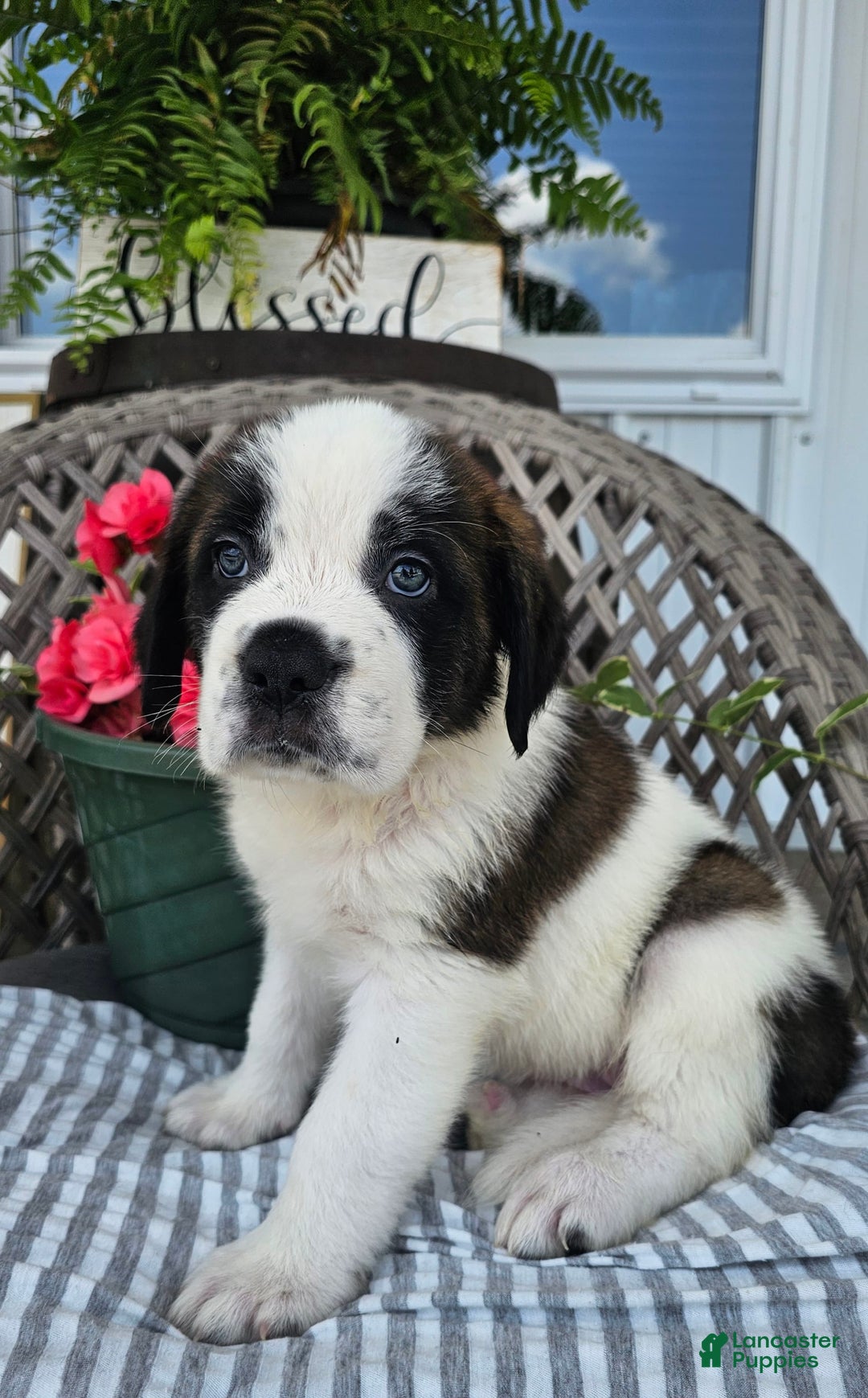 Saint Bernard dogs for sale: Tulip - Image 3