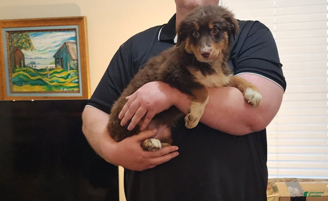 Australian Shepherd dogs for sale: Laura - Image 8