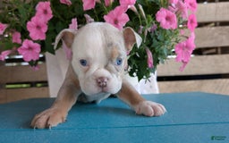 English Bulldog dogs for sale: Harper - Image 7