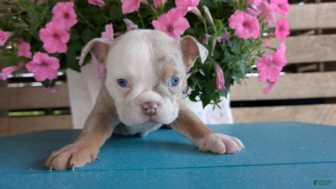 English Bulldog dogs for sale: Harper - Image 7