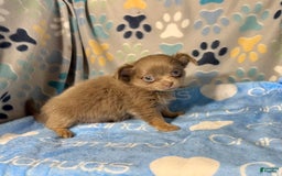 Chihuahua dogs for sale: Tobias Lavender Long Coat - Image 29
