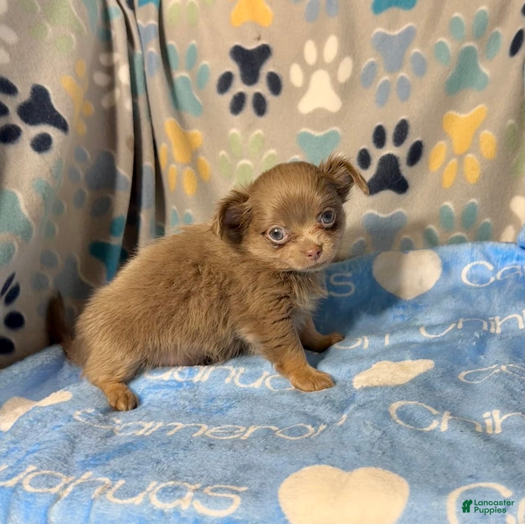 Chihuahua dogs for sale: Tobias Lavender Long Coat - Image 29