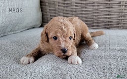 Maltipoo dogs for sale: WAGS - Image 4