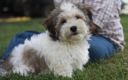 Havanese dogs for sale: Danny - Image 6