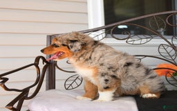 Australian Shepherd dogs for sale: Twizzler - Image 3