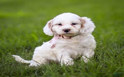 Goldendoodle dogs for sale: Odessa - Image 10