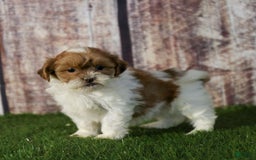 Shihpoo dogs for sale: Amy - Image 23