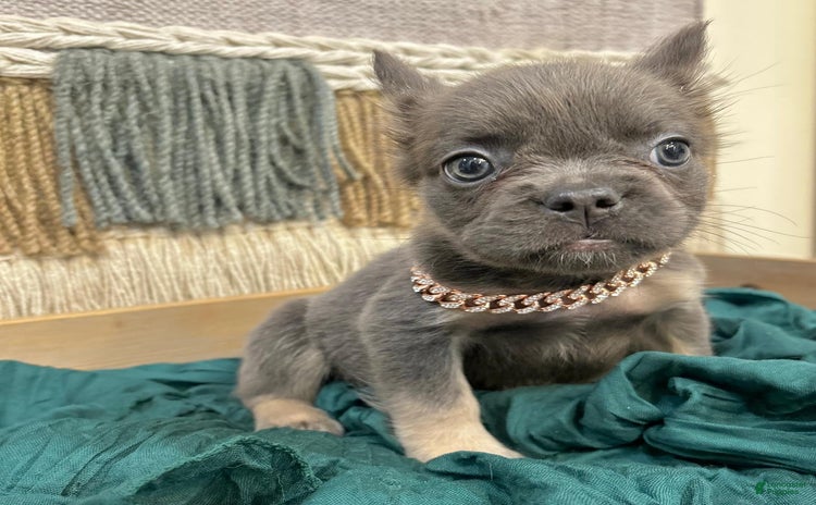 French Bulldog dogs for sale - Ad 1