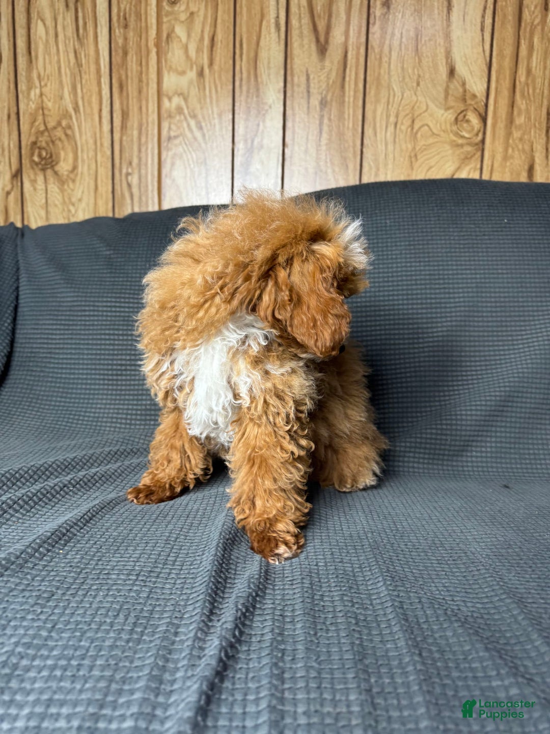 Toy Poodle dogs for sale: Lada - Image 6