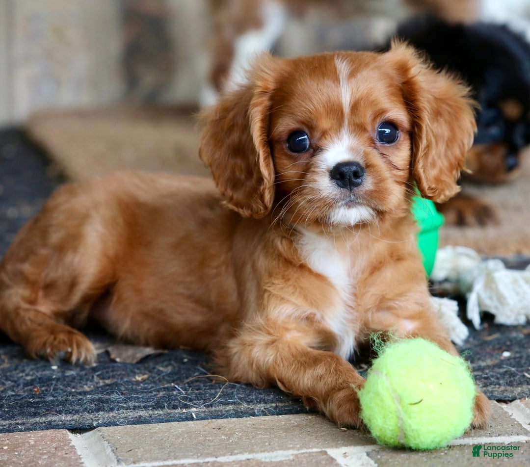 Cavalier King Charles Spaniel dogs for sale: Louie - Image 9