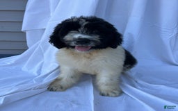 Newfypoo dogs for sale: Georgia - Image 1