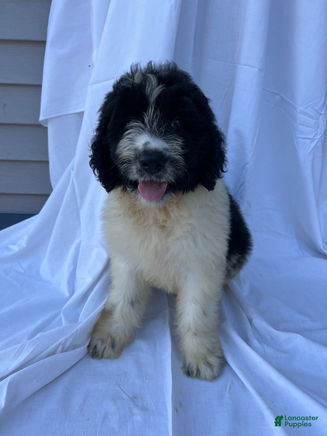 Newfypoo dogs for sale: Georgia - Image 1