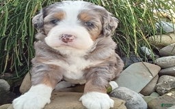 Mini Bernedoodle dogs for sale: Mia - Image 19