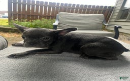 French Bulldog dogs for sale: French Bulldog 6 puppies - Image 10