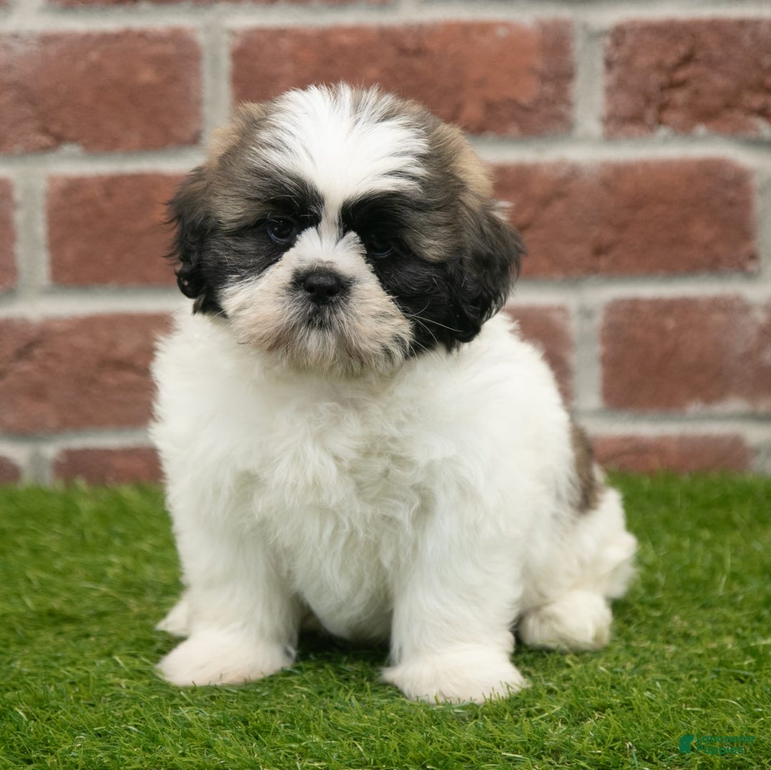 Shih Tzu dogs for sale: Tommy - Image 5