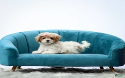 Toy Poodle dogs for sale: Quincy - Image 1