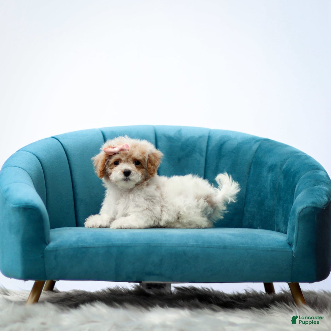 Toy Poodle dogs for sale: Quincy - Image 1