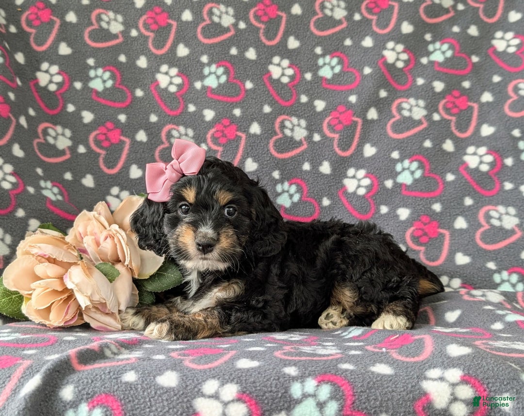 Cockapoo dogs for sale: Charmaine - Image 9