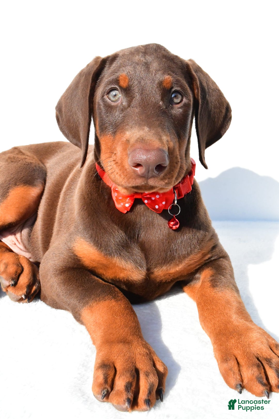Doberman Pinscher dogs for sale: Tyler - Image 3