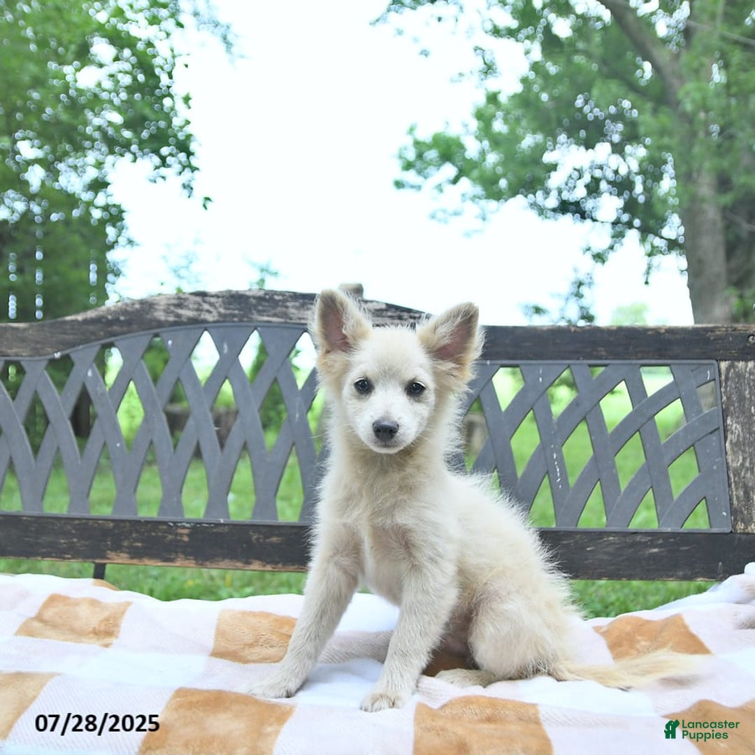 Pomeranian dogs for sale: Viking - Image 5