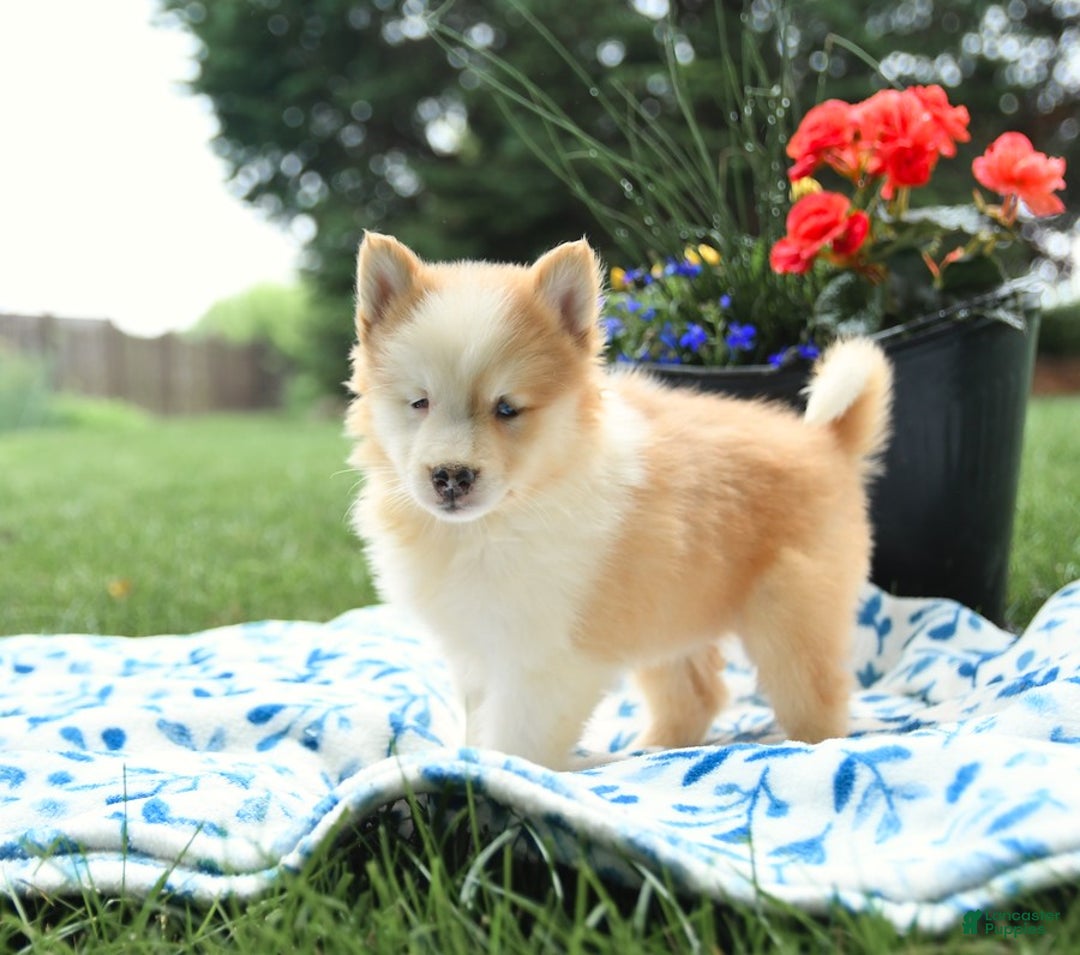 Pomsky dogs for sale: Biscuit - Image 3