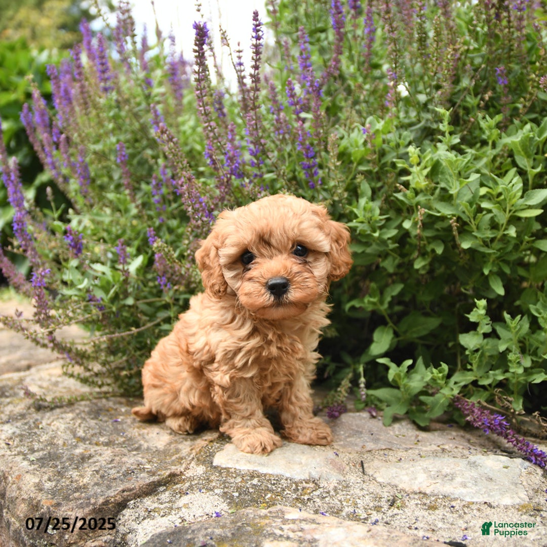 Cavapoo dogs for sale: Riley - Image 5