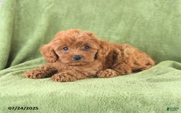 Cavapoo dogs for sale: Rascal - Image 5