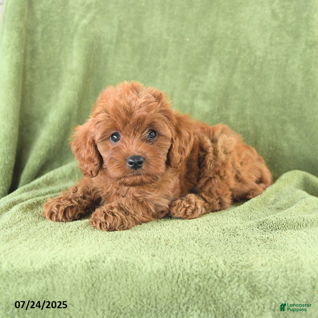 Cavapoo dogs for sale: Rascal - Image 5