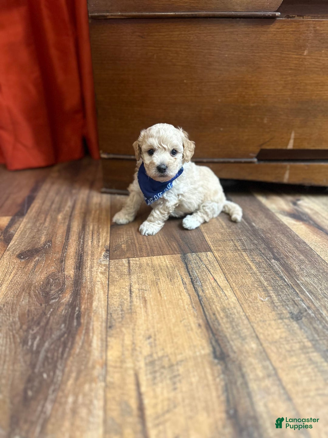 Bichpoo dogs for sale: Clyde - Image 1